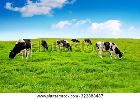 Cows on a green field.