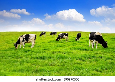 Cows on a green field and blue sky. - Powered by Shutterstock