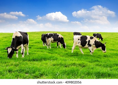 Cows on a green field and blue sky. - Shutterstock ID 409802056