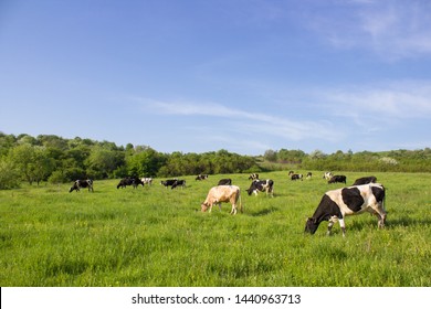 Cows on a green field,grazing on the green grass of a cows farmer, a beautiful cow landscape in the field in the summer