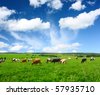 farmland cattle