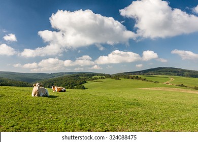 Cows on the green pasture - amazing summer landscape in Czech Republic, Europe
