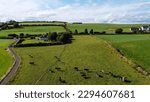 A cows on a green pasture in Ireland, top view. Organic Irish farm. Cattle grazing on a grass field, landscape. Animal husbandry. Green grass field under blue sky