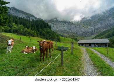 cows on green pasture with old farmhouse, trees, forest and rock face in background. sunny summer day with clouds in the alps from Adelboden. wooden house, cabin for three stage alpine farming. - Shutterstock ID 2201661547