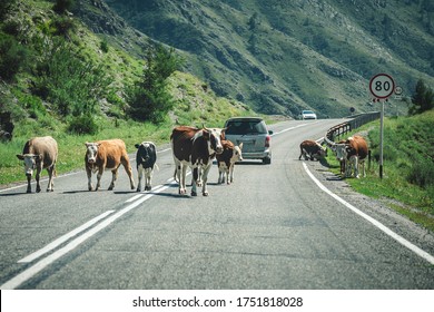 Cows On The Highway. Animals On The Road. Road Accident Concept.