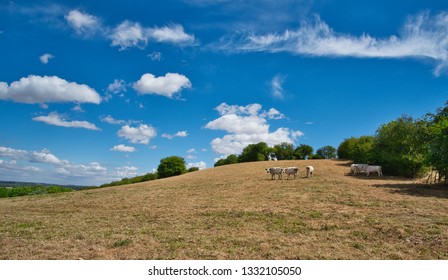 Cows on the hill with dramatic blue sky, clouds