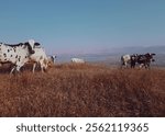 cows on a hill on a sunny day