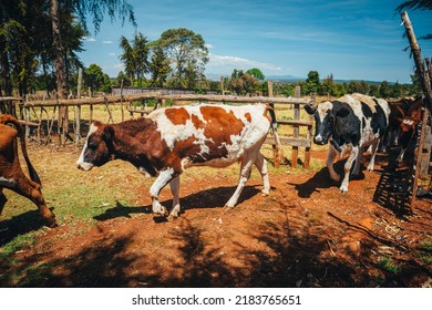 Cows On A Kenyan Farm In Africa. Agriculture Is A Source Of Livelihood In Kenya