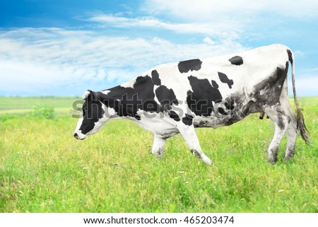 Similar – cow Organic produce Nature