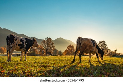 Cows on the meadow in the early morning sun just after the sunrise