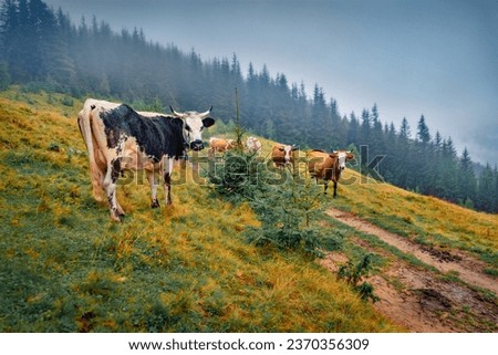 Cows on the meadow hill on foggy mountain pasture. Misty summer scene of Carpathian village with old country road. Beauty of countryside concept background.