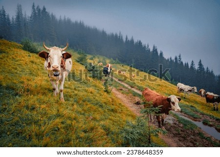Cows on the meadow hill on foggy mountain pasture. Misty summer scene of Carpathian village with old country road. Beauty of countryside concept background.