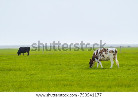 Similar – Salt marshes with blooming sea lilacs and beach mugwort, curious cattle behind the fence | Hallig Gröde