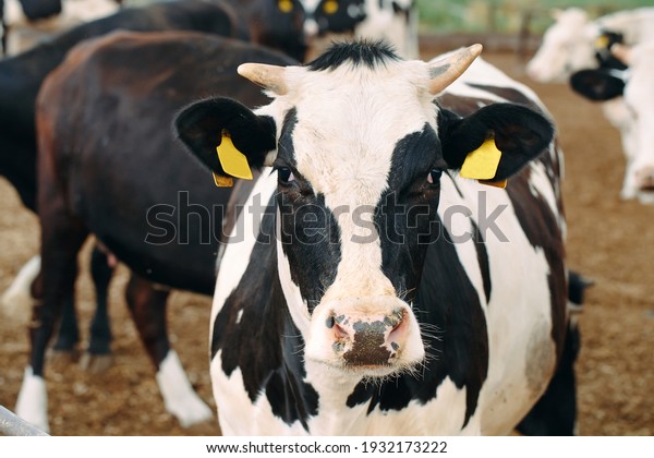 Cows on\
outdoor Farm. Cows eating hay in the\
stable