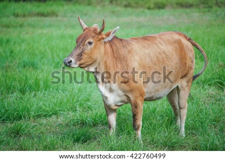 Similar – Cachena Cattle