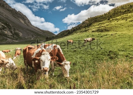 Cows on a pasture in the Alps. Happy healthy cows eating grass.