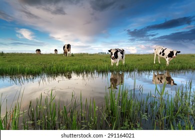 cows on pasture by river over sunset sky