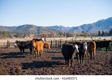 Cows On A Pasture In Rogue Valley, Southern Oregon