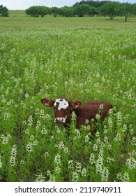 Cows On Pasture In South Texas.