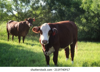 Cows On Pasture In South Texas.