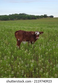 Cows On Pasture In South Texas.