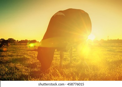 Cows On Pasture At Sunset