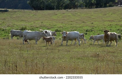 Cows On A Pasture In The Uckermark