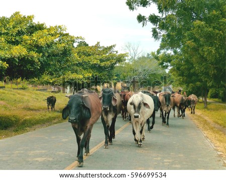 Cows on the road in rural Nicaragua, Central America