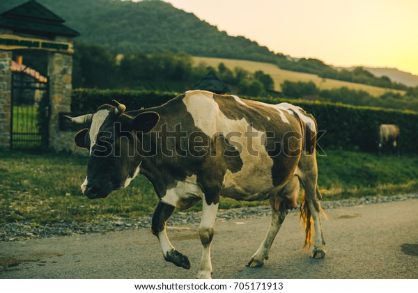 cows on the road on\
sunset with cars