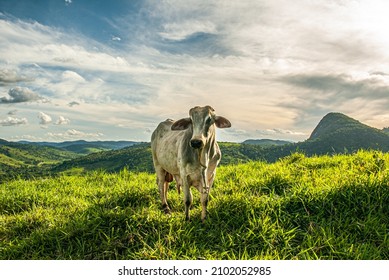Cows on a summer livestock pasture farm with clouds and green grass cattle raising