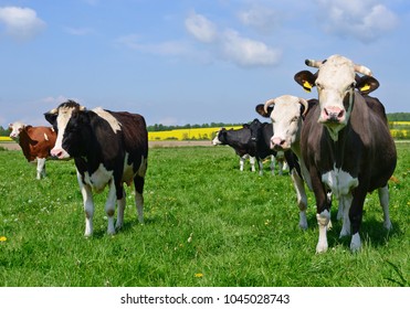 Cows  on a summer pasture - Shutterstock ID 1045028743