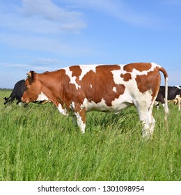 Cows on a summer pasture