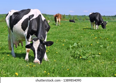Cows  on a summer pasture. - Shutterstock ID 1389854090