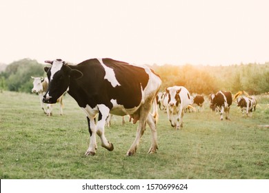 Cows on a summer pasture.