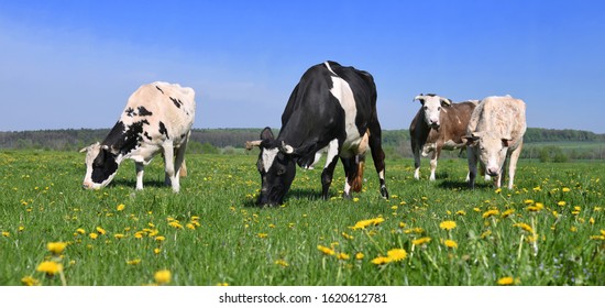 Cows  on a summer pasture.
