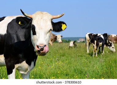 Cows on a summer pasture