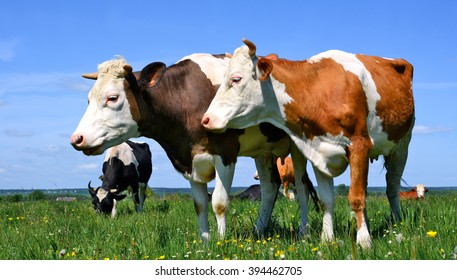 Foal Drinks Milk Stock Photo 682371244 | Shutterstock
