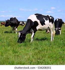 Cows on a summer pasture - Shutterstock ID 534208351
