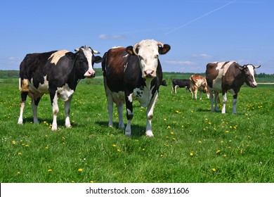 Cows on a summer pasture - Shutterstock ID 638911606