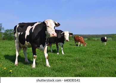 Cows on a summer pasture - Shutterstock ID 640030141