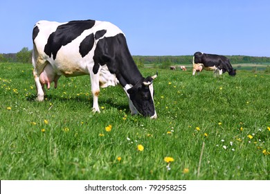 Cows  on a summer pasture