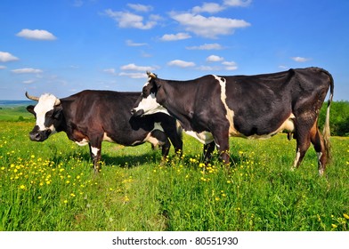 Cows on a summer pasture