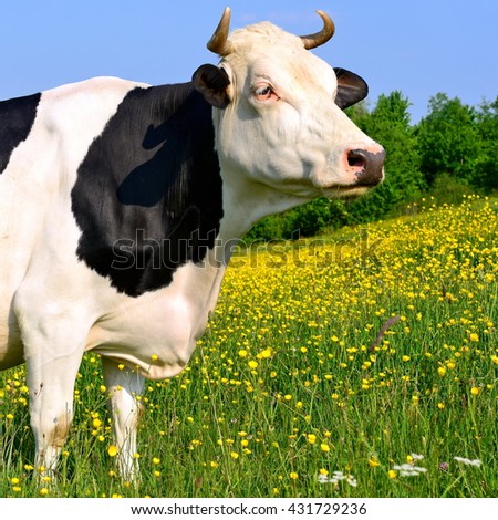 Similar – cow Organic produce Nature