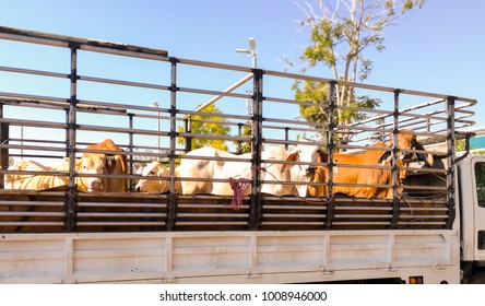 Cows On The Truck To Transport To Market Cattle