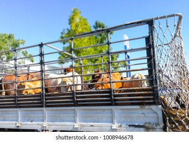 Cows On The Truck To Transport To Market Cattle