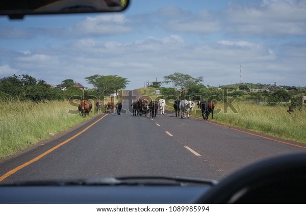 Cows on the\
typical road in south Africa, close to Durban. Situation viewed\
behind the drivers wheel. Cow\
hazard