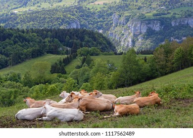 Cows On The Vercors Plateau