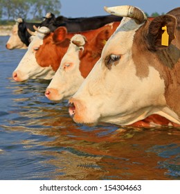 Cows on a watering place 