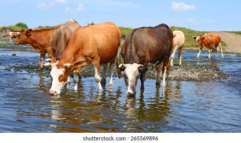 Cows on a watering place