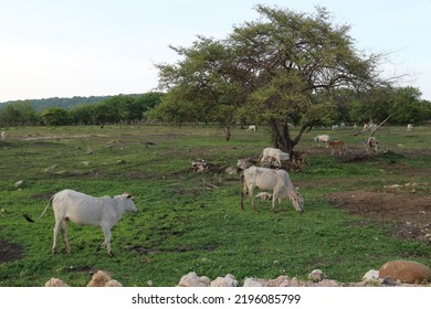 Cows In The Open Field On Sumbawa, Indonesia